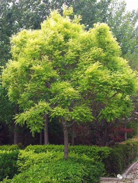 庭園景觀植物|最吉祥的三十種庭院主景樹